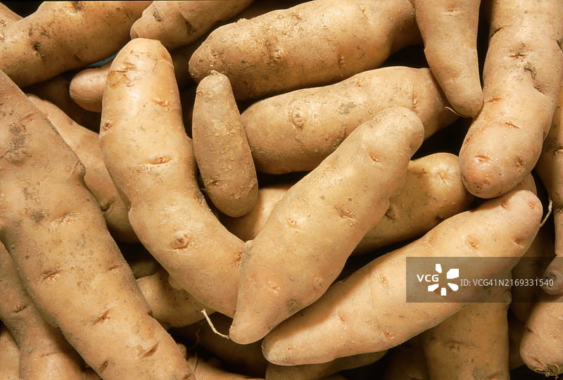 班贝格霍恩拉马铃薯品种图片素材