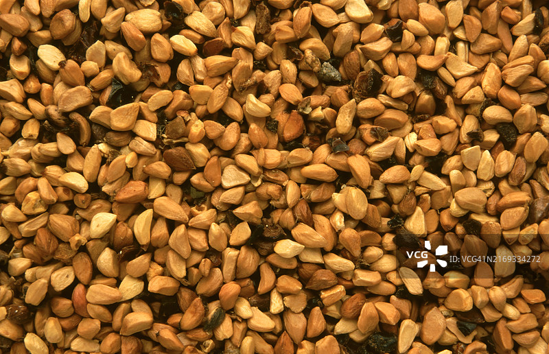 天然疗法：玫瑰果籽，玫瑰果茶具有缓泻、退热和温和的利尿作用。无毛种子也可以制成茶。它们有助于治疗泌尿道疾病、尿路结石和风湿病，药用草药应用图片素材