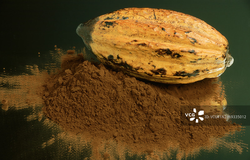 异域水果：成熟的可可果图片素材