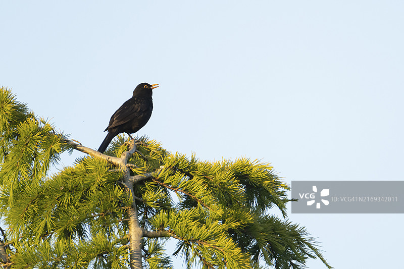 英格兰萨福克，成年雄性乌鸫在树上歌唱图片素材