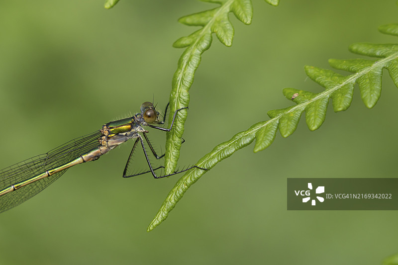 翠绿色的豆娘（Lestes sponsa），成年雌性昆虫栖息在蕨类植物叶子上，英国萨福克图片素材