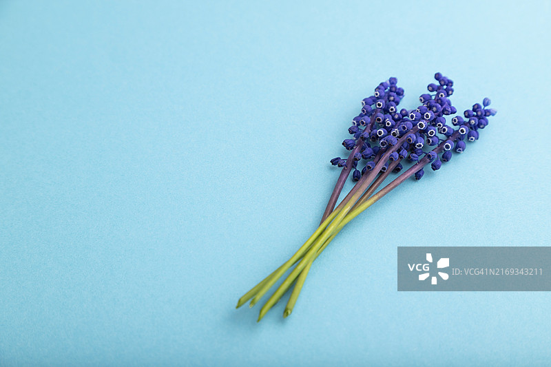 蓝色背景上的蓝壶花，侧视特写，留白，静物。美，春，夏概念图片素材