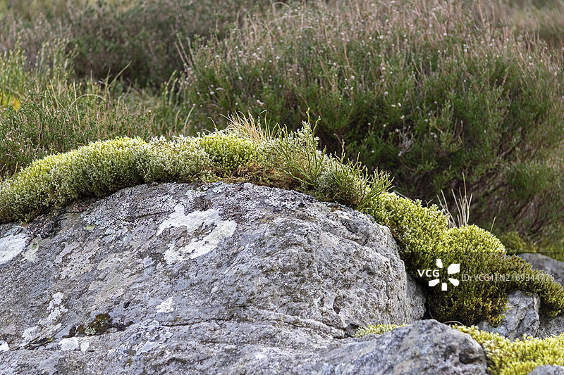 英国威尔士斯诺多尼亚国家公园石头上的苔藓图片素材