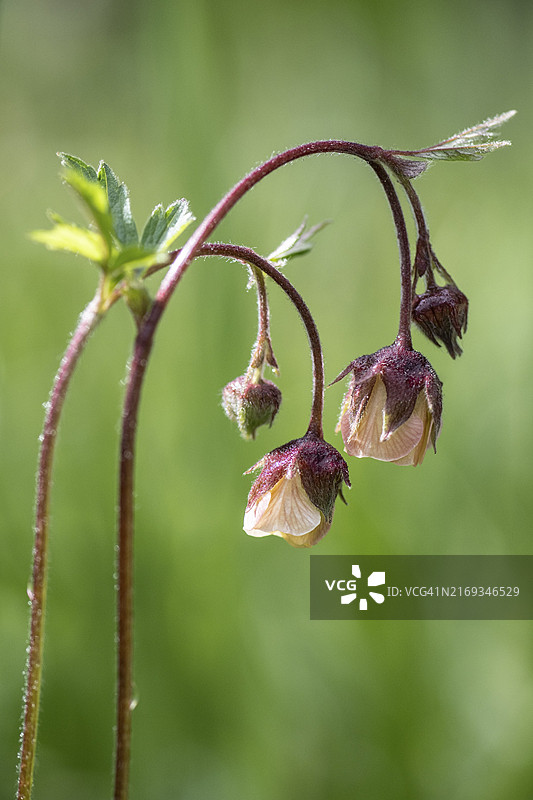 水杨梅（Geum rivale），德国下萨克森州埃姆斯兰图片素材