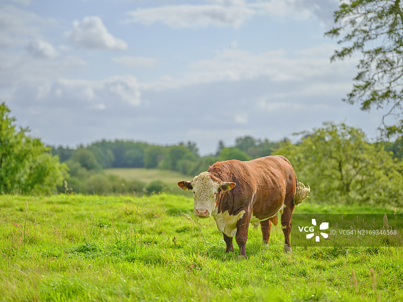 自然环境中棕白色赫里福德母牛的肖像图片素材