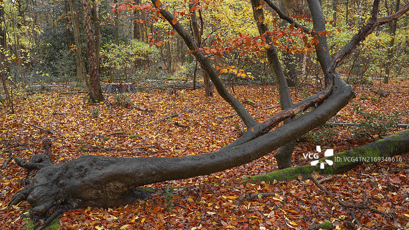 下萨克森州新施塔特-阿姆吕本贝格的扭曲山毛榉树自然摄影图片素材