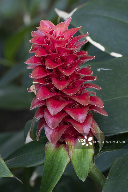螺旋姜（Costus barbatus）：非洲图片素材