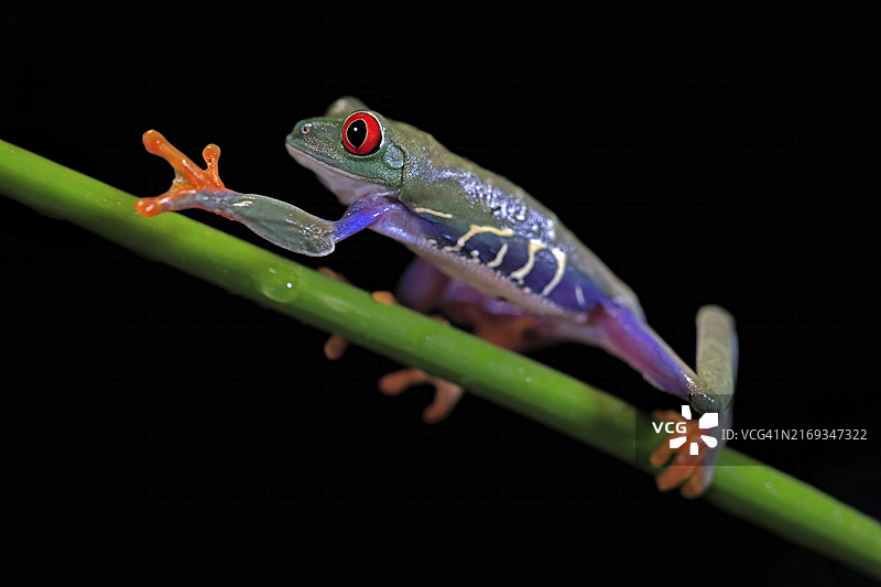 中美洲绿茎上的红眼树蛙图片素材