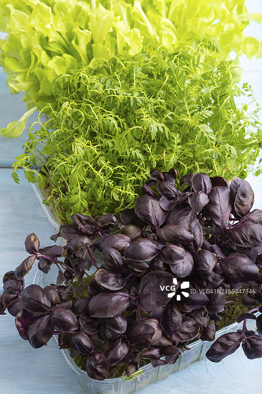 装有万寿菊、罗勒和生菜微型蔬菜芽苗的盒子，蓝色木质背景，侧视图，特写图片素材