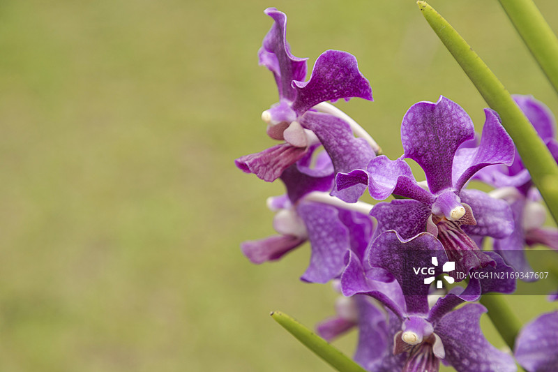 植物园中的紫色万代兰花，选择性聚焦，留白，马来西亚古晋兰花公园图片素材