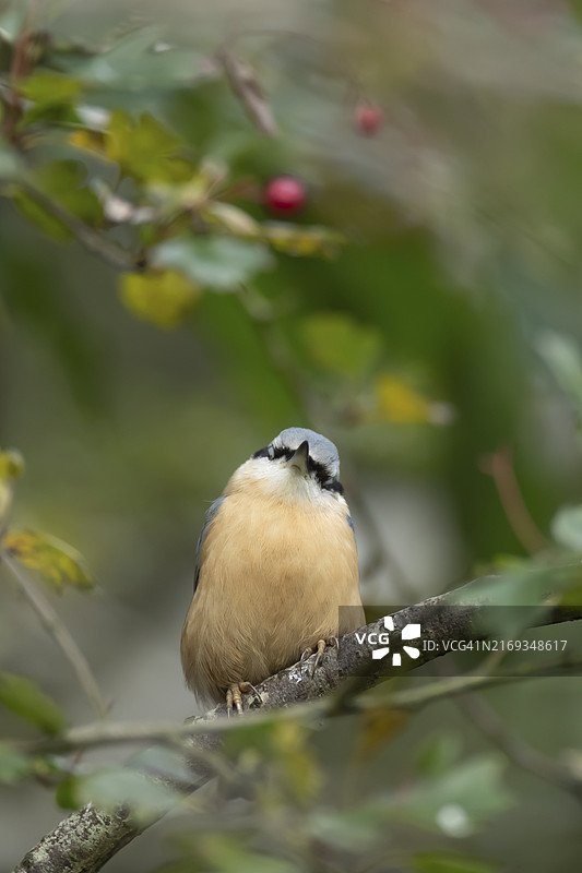 欧亚子（Sitta europaea）成鸟睡在山楂树枝上，英国威尔士图片素材
