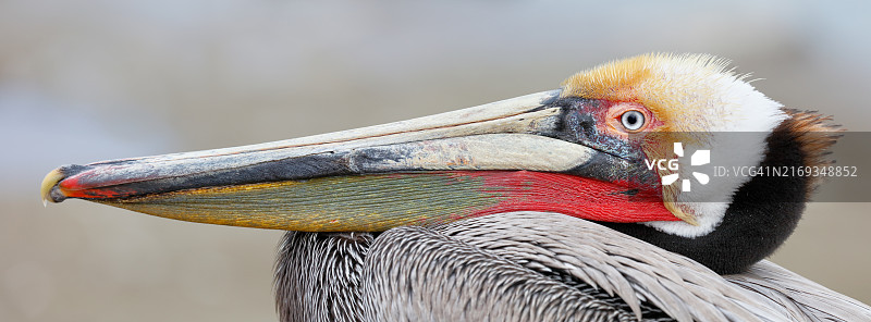 棕色鹈鹕全景照片图片素材