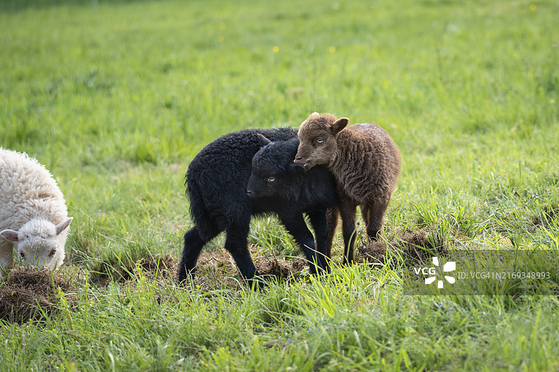 草地上三只小羊，一只黑色，一只棕色，一只棕白色图片素材