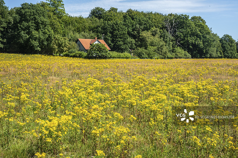 普通豚草（毒性极强），生长在瑞典斯科纳斯诺格霍尔姆的草地上图片素材
