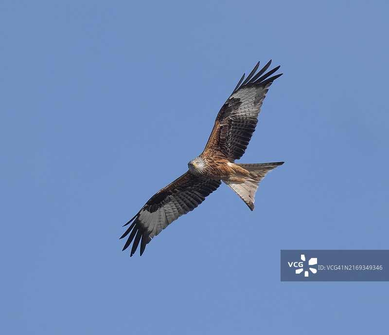 蓝天下飞翔的红风筝，德国图林根州图片素材