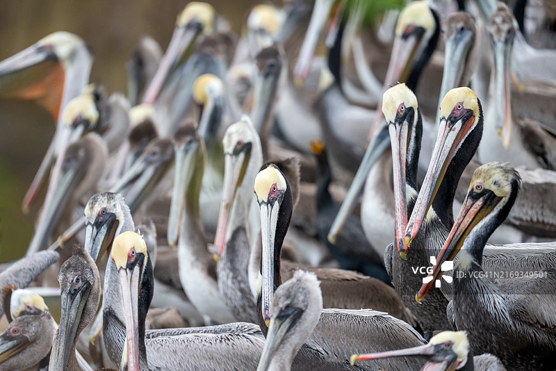 棕色鹈鹕悬崖聚会图片素材