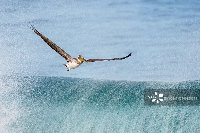 太平洋棕色鹈鹕图片素材