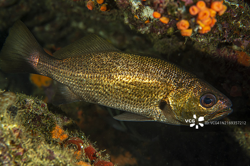 礁石石首鱼图片素材