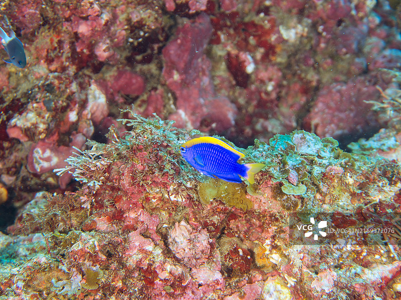 斯塔克氏豆娘鱼，摄于日本静冈县伊豆半岛南伊豆中木比里海滩，2024年8月图片素材