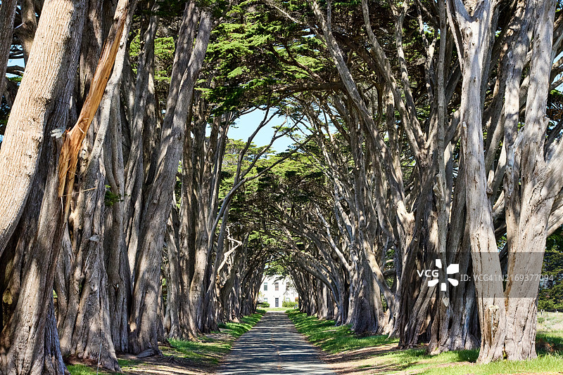 加利福尼亚州雷耶斯角国家海岸柏树隧道图片素材