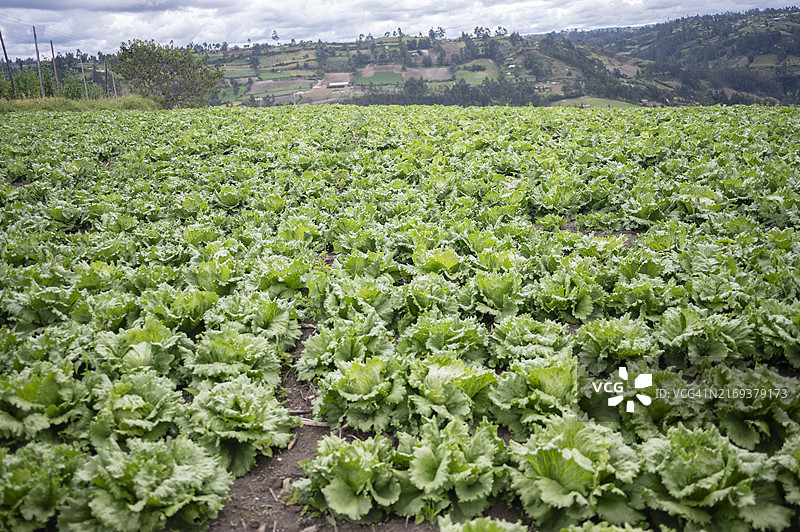 田野里的生菜图片素材