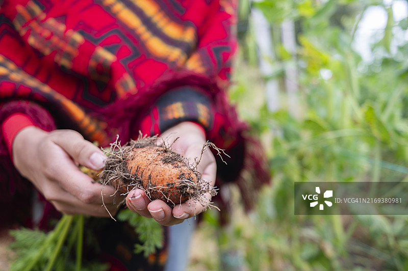 女人在田野里拿着胡萝卜的手部特写图片素材
