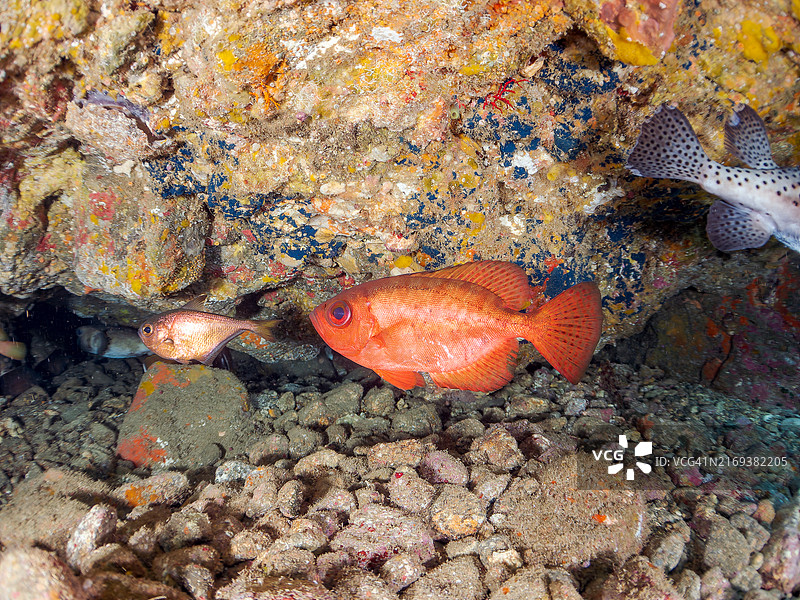 鱼群：黑条燕鱼、大眼鱼、太平洋刺豚等在水下洞穴中图片素材