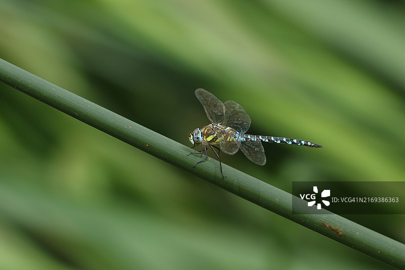 一只雄性混合晏蜓停栖在河边的芦苇上图片素材
