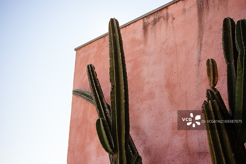 以深红色混凝土墙为背景的仙人掌图片素材