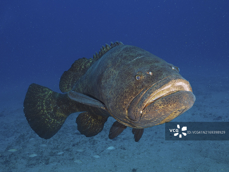 一条巨大的石斑鱼独自游过沙质海底，地点：美国佛罗里达州朱庇特潜水点，北美洲图片素材