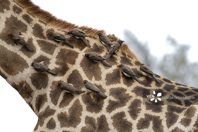 南部长颈鹿与黄嘴牛椋鸟，位于南非克鲁格国家公园图片素材