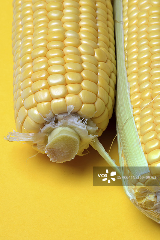 黄色背景下的玉米棒（玉蜀黍）特写图片素材