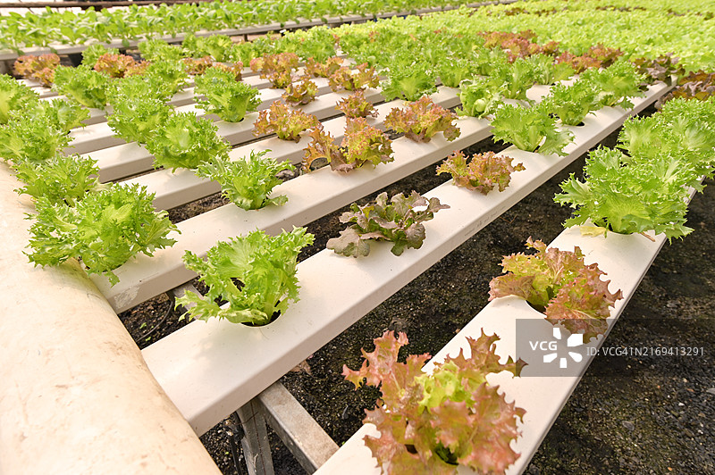 有机水培蔬菜种植农场图片素材