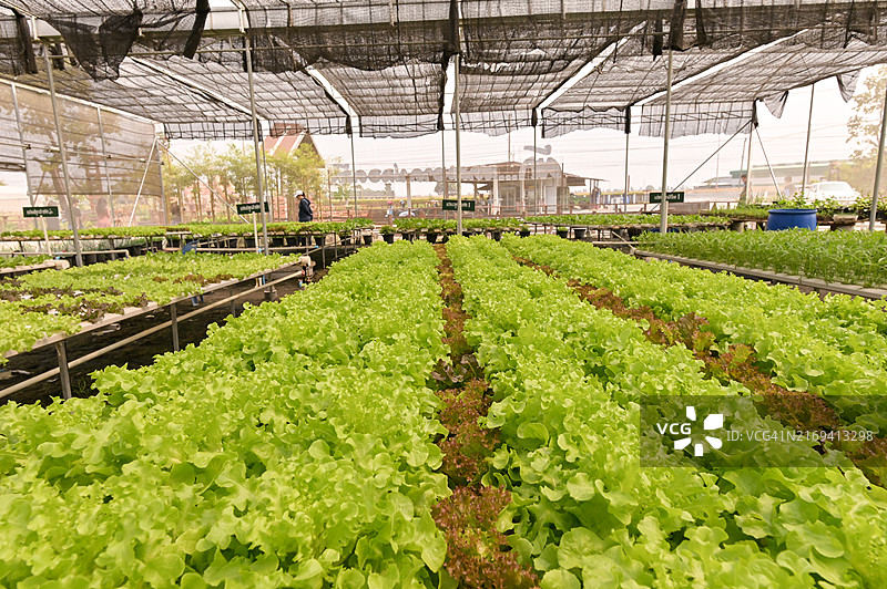 有机水培蔬菜种植农场图片素材