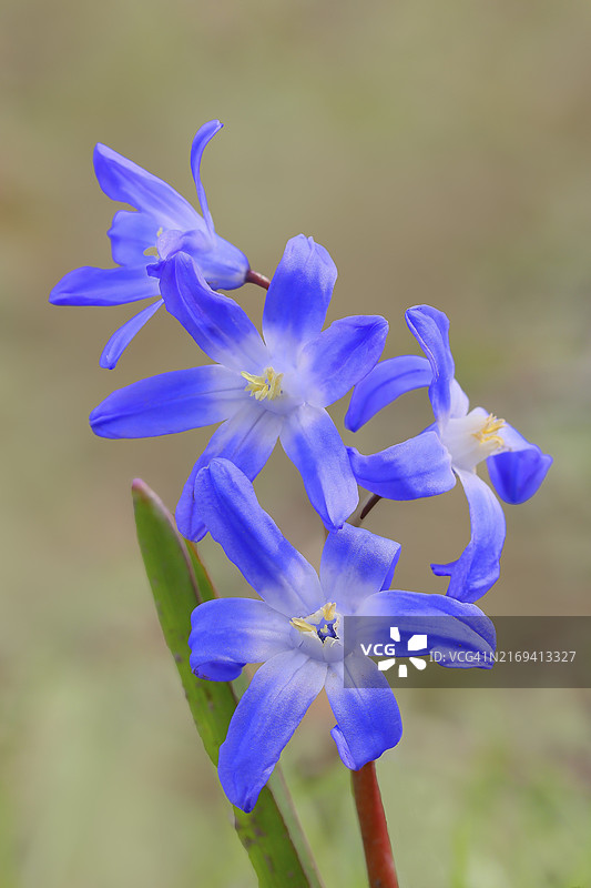 喜鹊蓝钟花在森林地面上开花，德国北莱茵-威斯特法伦图片素材