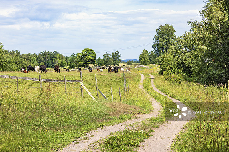 夏日乡村，蜿蜒的土路旁草地上有牛图片素材