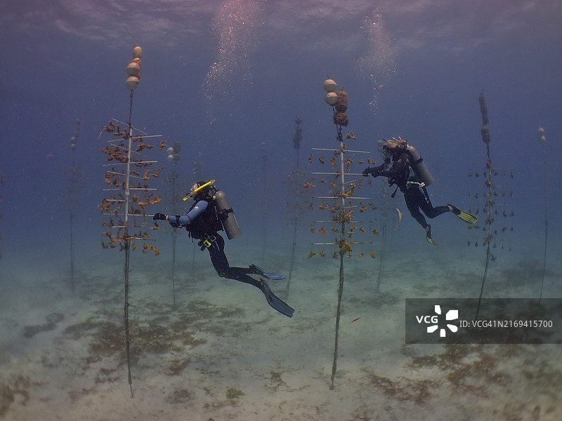 珊瑚养殖：潜水员清洁鹿角珊瑚的幼体，直到它们可以被释放到珊瑚礁上图片素材
