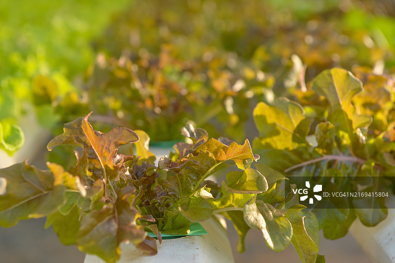 有机水培蔬菜图片素材