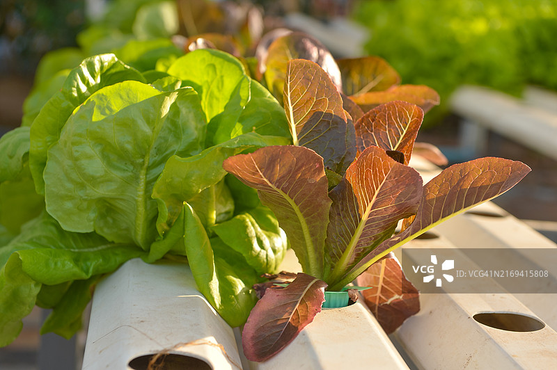 有机水培蔬菜图片素材