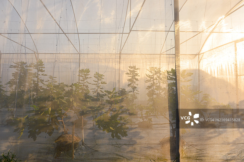 有机水培蔬菜图片素材