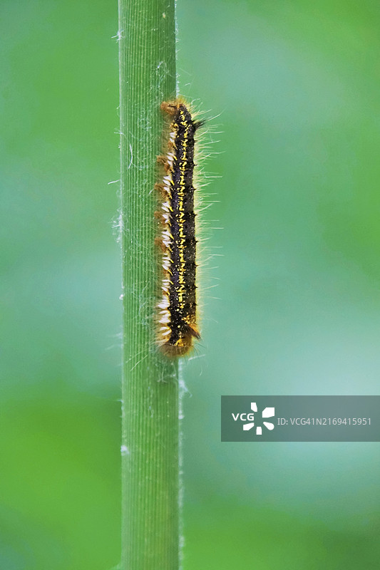 饮水蛾的毛毛虫，摄于德国萨克森图片素材