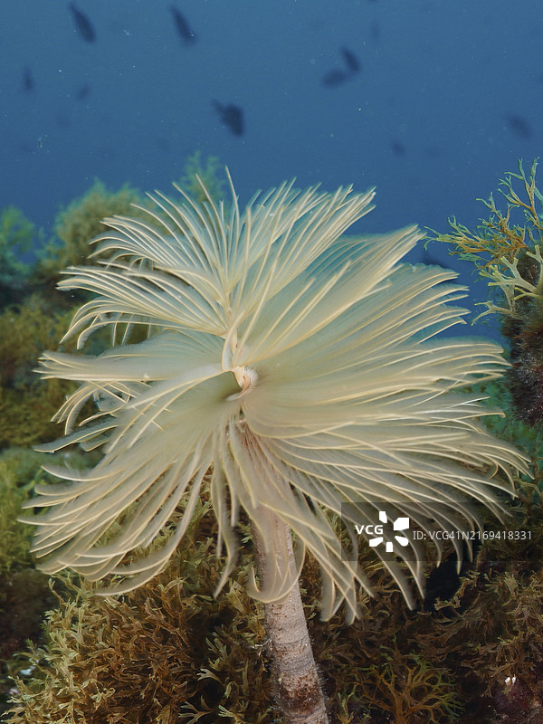 蓝色背景下的螺旋管虫，位于西班牙布拉瓦海岸图片素材