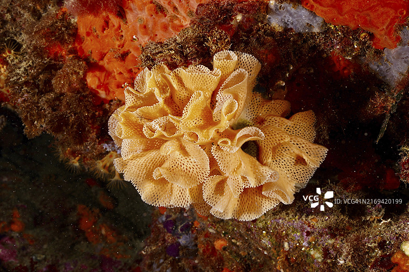 海王星面纱珊瑚礁（西班牙克鲁斯角海洋保护区）图片素材