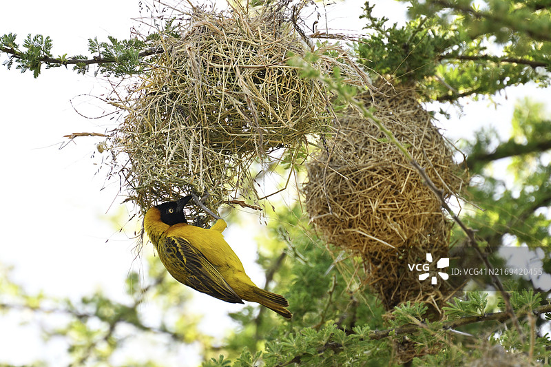 斯贝克织布鸟在塞伦盖蒂国家公园筑巢图片素材