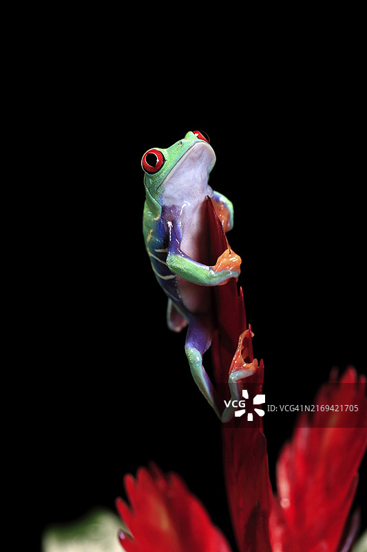 中美洲凤梨科植物上的红眼树蛙图片素材