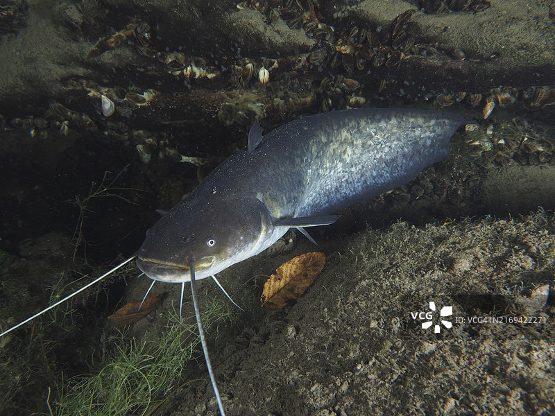 欧洲：水下环境里，石头下休息的鲶鱼图片素材
