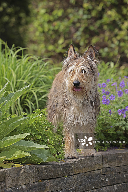 皮卡第牧羊犬图片素材