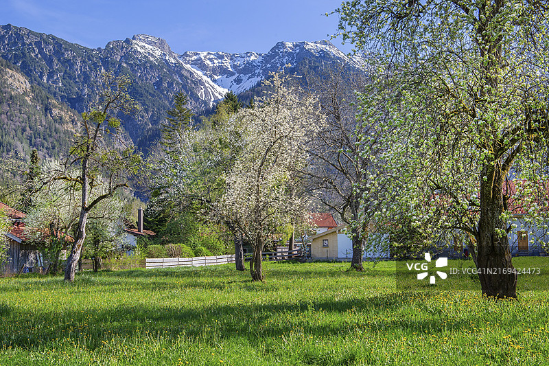 德国巴伐利亚春日草甸盛开的树木图片素材