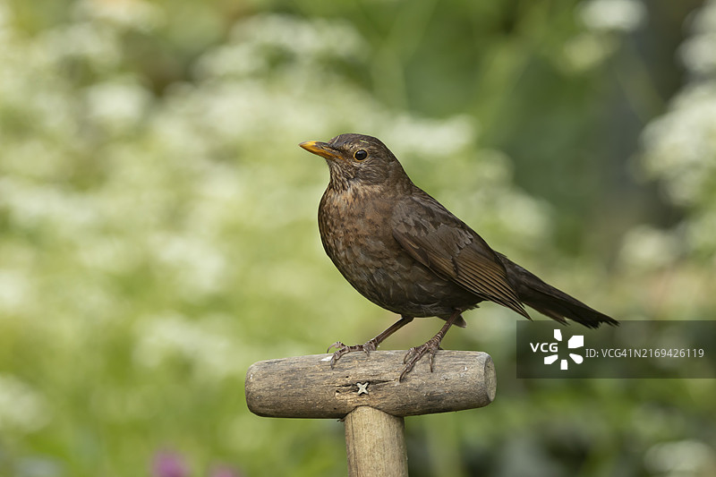 花园叉柄上的欧洲乌鸫（雌性），英国图片素材