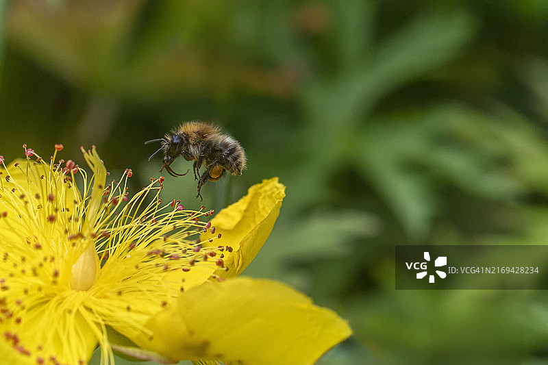 蜜蜂降落图片素材